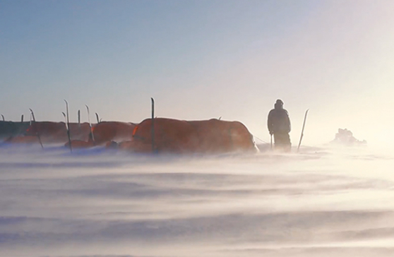 Artic tent camp in wind Artic tent camp in wind